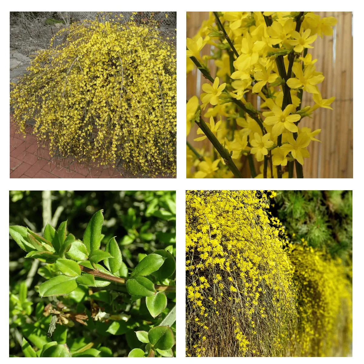 JASMINUM NUDIFLORUM - cover