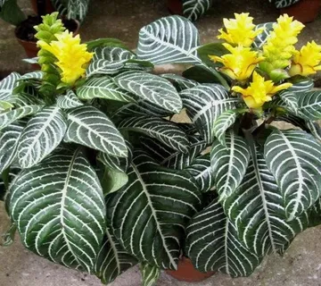 APHELANDRA SQ.”Dania” - cover