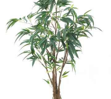 EUROPALMS Ficus Longifolia, thick trunk, 180cm - cover