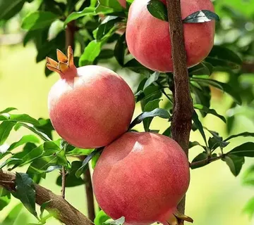 ŠIPAK “Acco” - cover