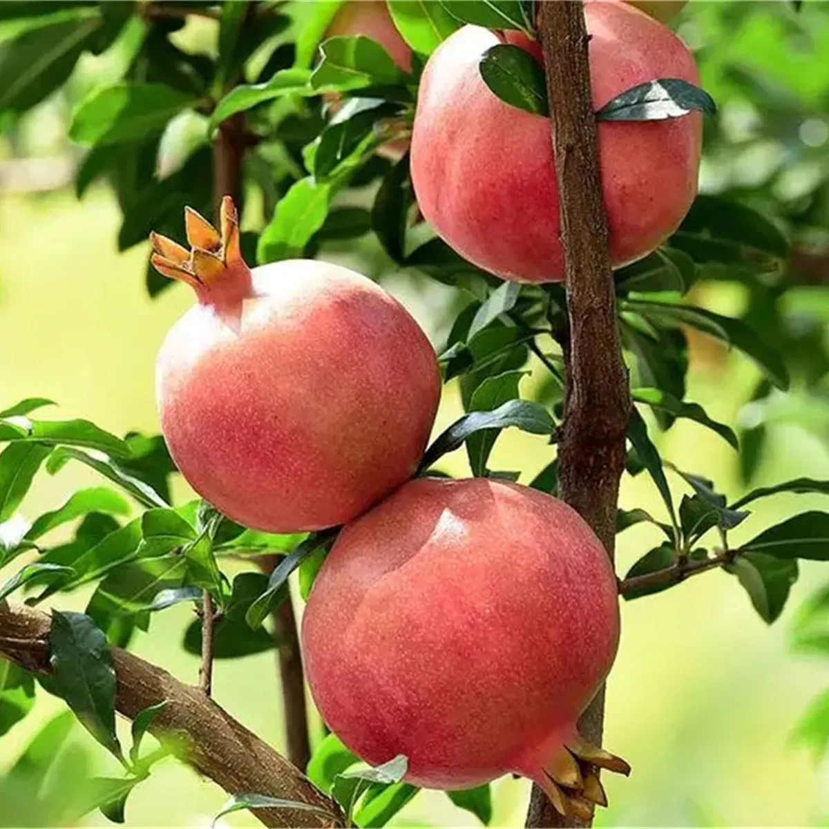 ŠIPAK “Acco” - cover