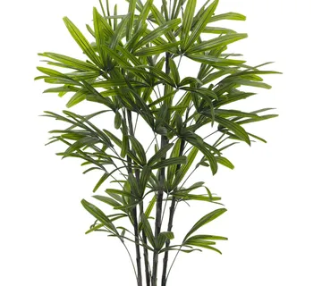 EUROPALMS Rhapis palm tree, 175cm - cover