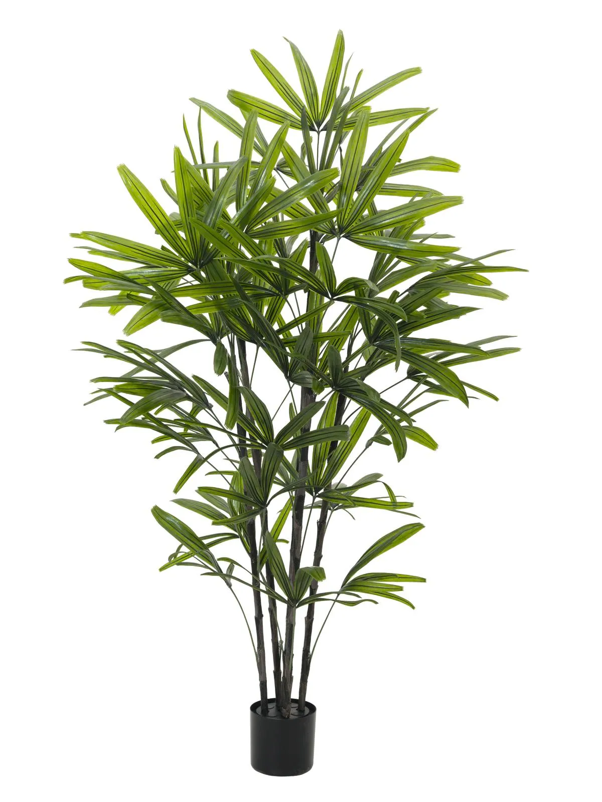 EUROPALMS Rhapis palm tree, 175cm - cover