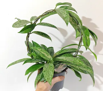 HOYA CARNOSA “Silverspots” - cover