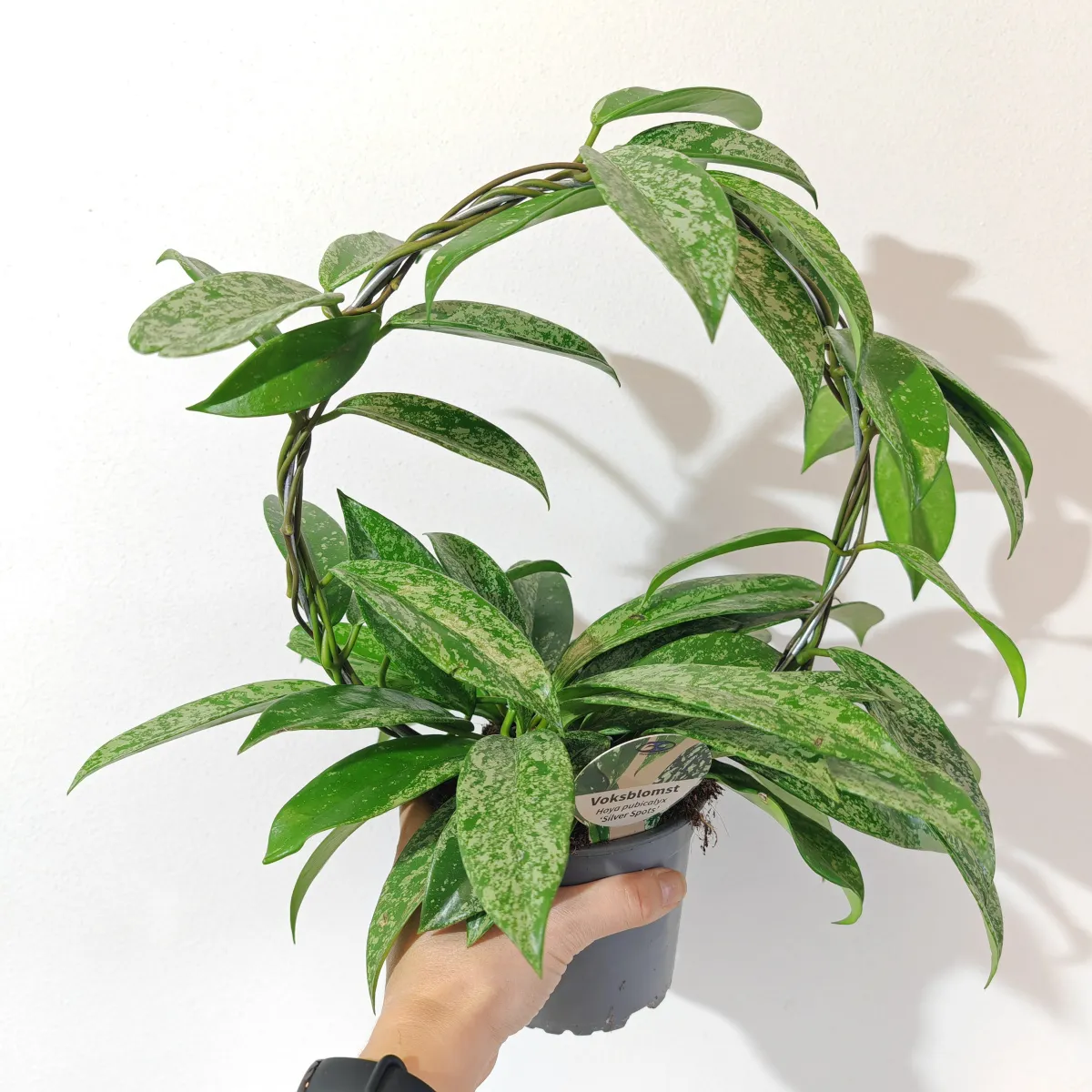 HOYA CARNOSA “Silverspots” - cover