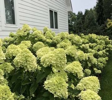 HYDRANGEA PANICULATA /stablašica - cover