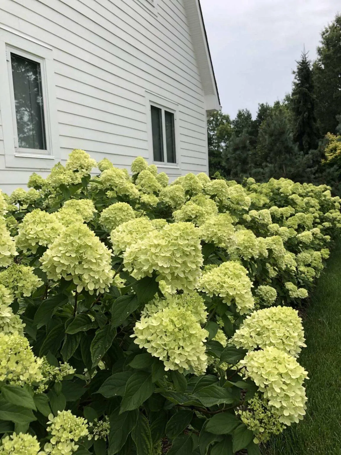 HYDRANGEA PANICULATA /stablašica - cover