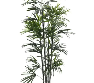 EUROPALMS Fan palm seedling, 150cm - cover