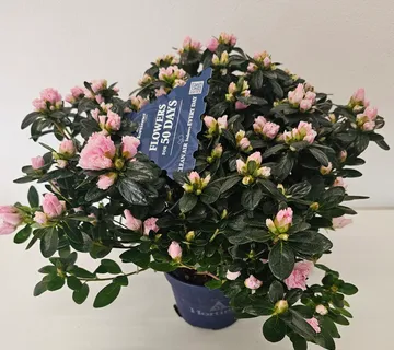 AZALEA SIMS/sobni rododendron - cover