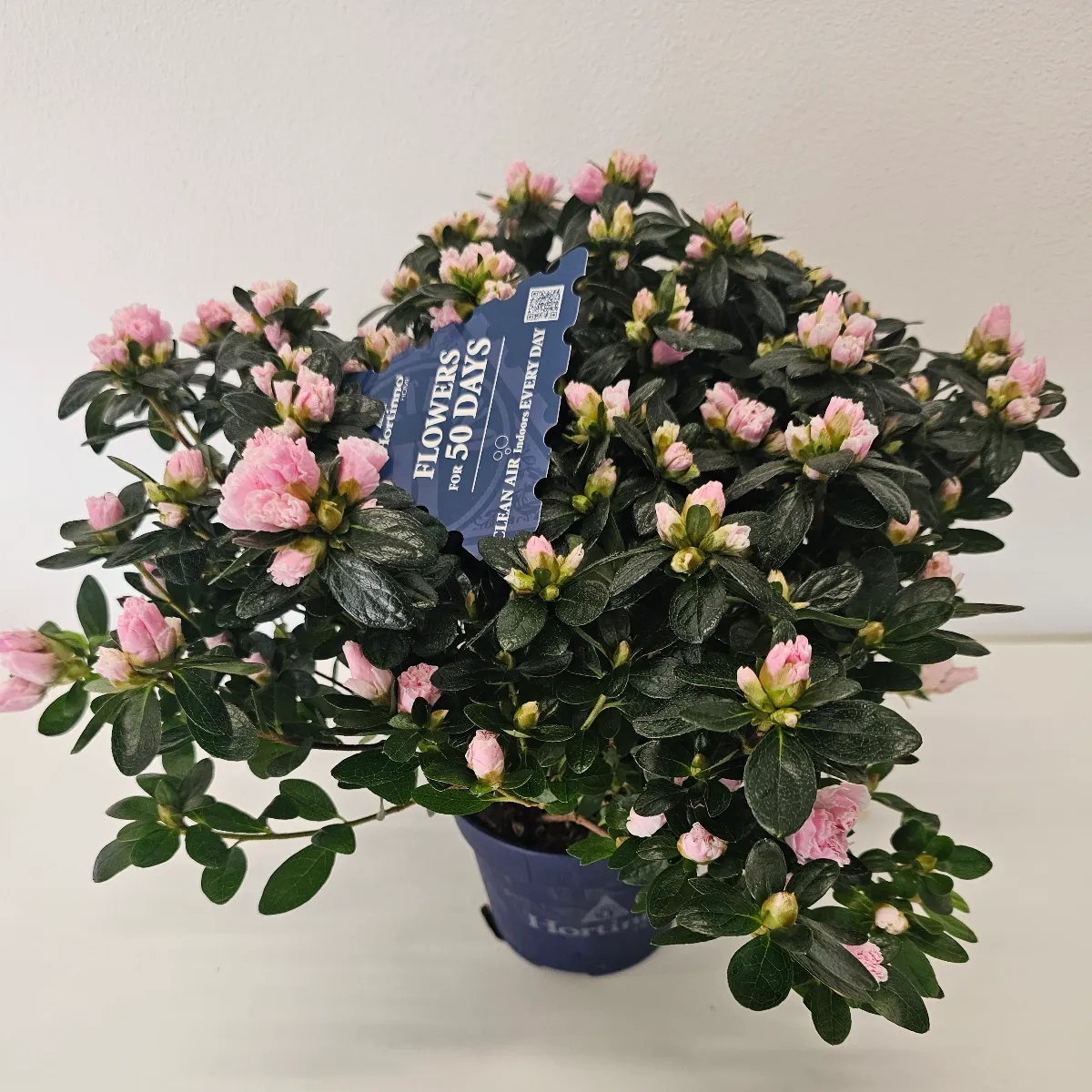 AZALEA SIMS/sobni rododendron - cover