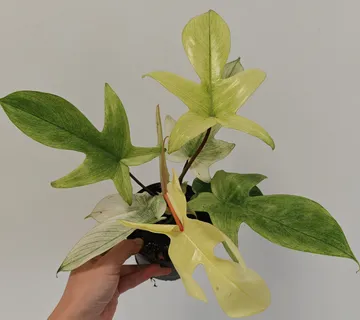 PHILODENDRON “Florida Ghost” - cover