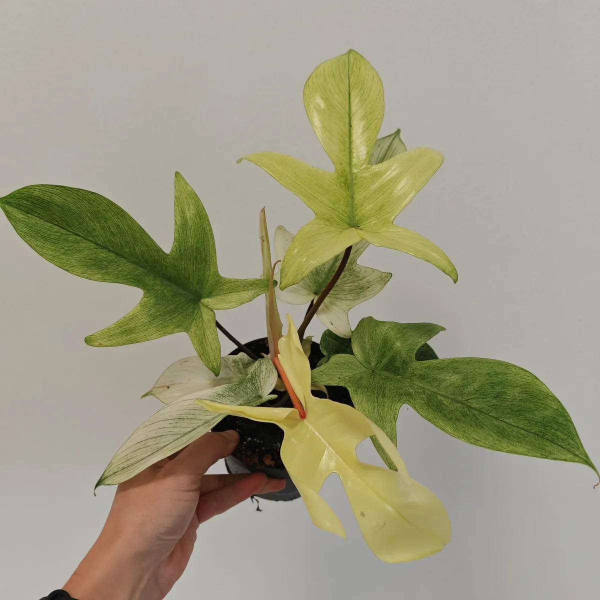 PHILODENDRON “Florida Ghost” - cover