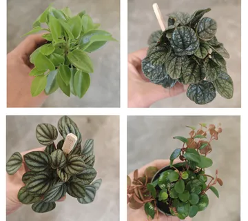 PEPEROMIA - sobna biljka - cover