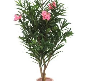 EUROPALMS Oleander tree, 150cm - cover