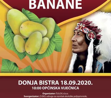 Indijanska banana sadnice 15 litara , preko 1 m - cover