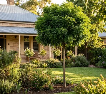 ROBINIA PS.”Umbraculifera” - cover