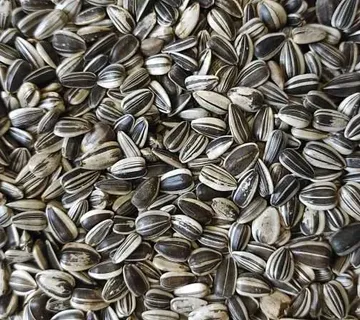 Šareni suncokret - cover