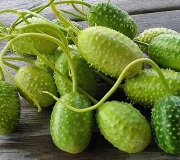 CHAYOTE - MEKSIČKI KRASTAVAC - cover