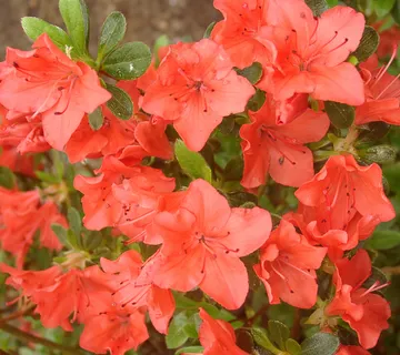 RHODODENDRON JAP.” Moederkensdag” - cover