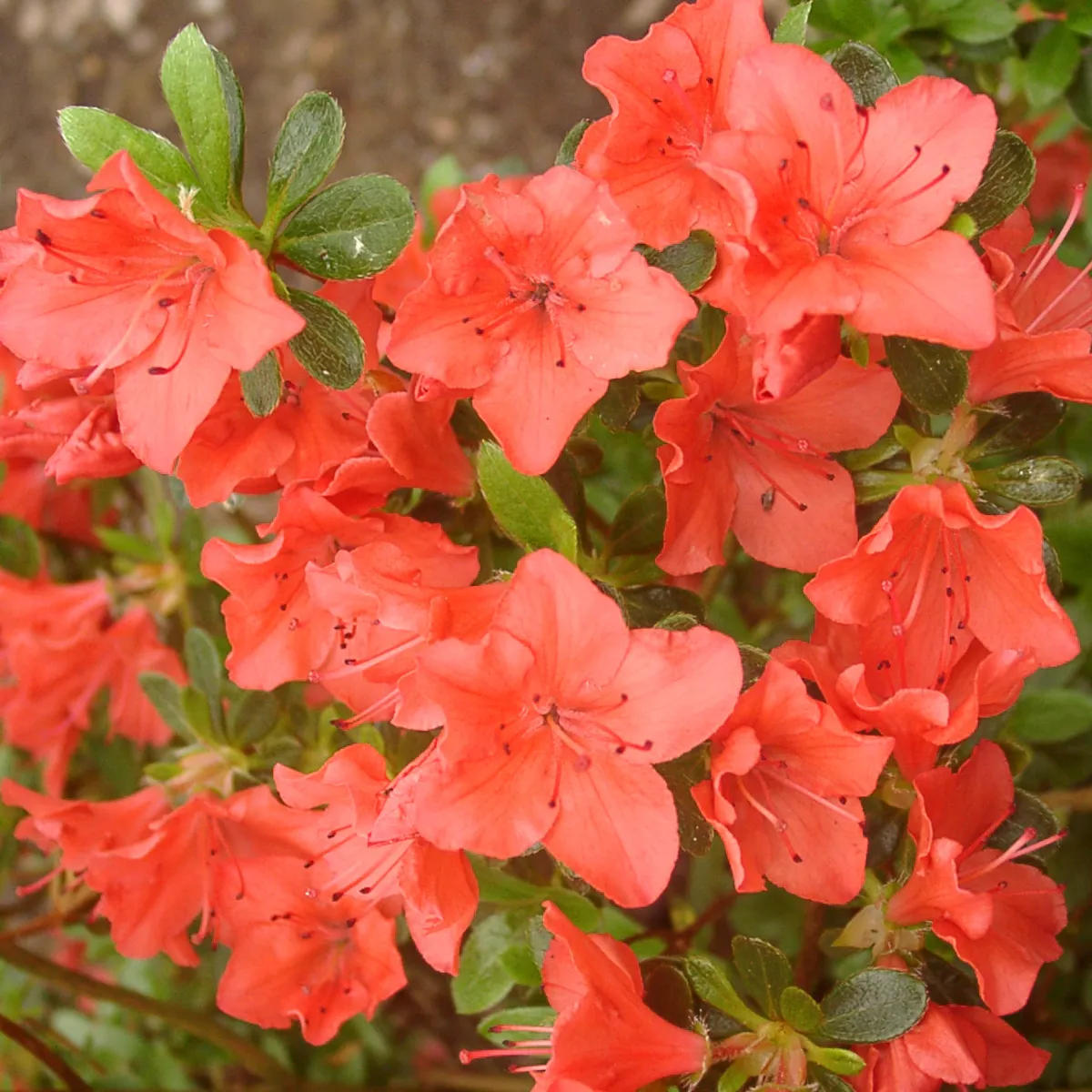 RHODODENDRON JAP.” Moederkensdag” - cover