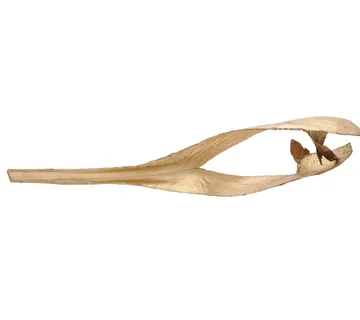 EUROPALMS Palm leaf, dried, gold - cover
