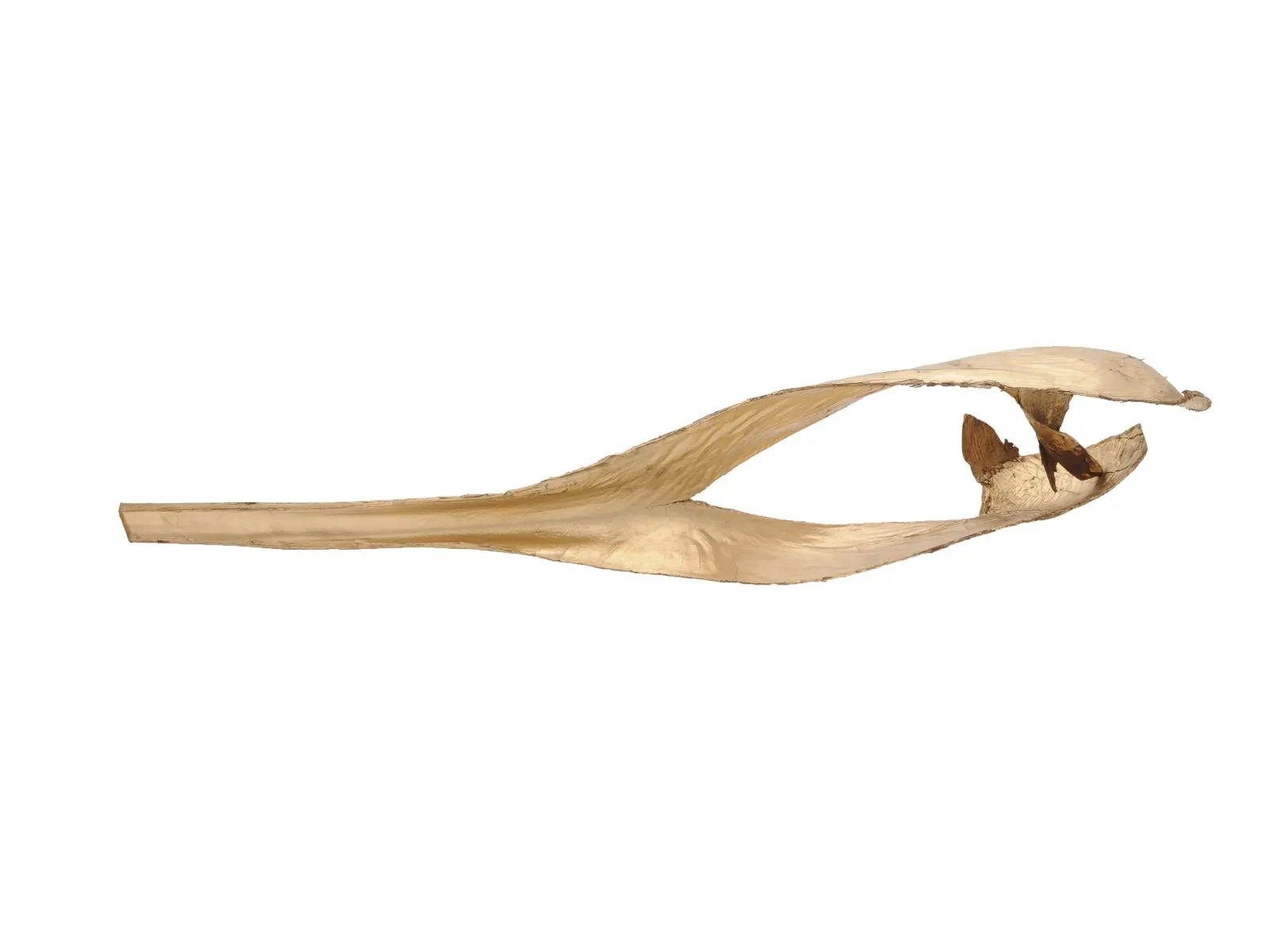 EUROPALMS Palm leaf, dried, gold - cover