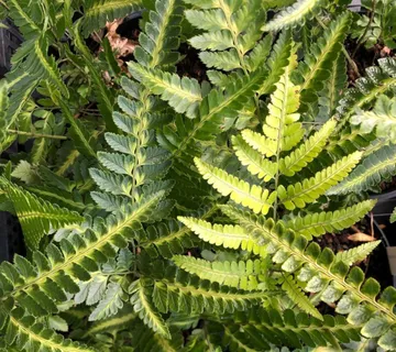 RUMOHRA ADIANTIFORMIS “Variegata” - cover