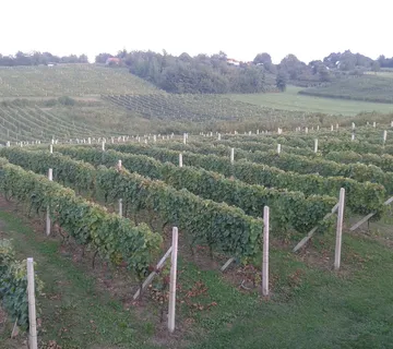 Prodajem grožđe crni pinot i graševina - cover