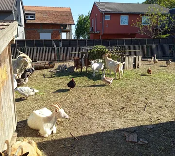 Prodajem kompletno stado mliječnih koza - cover