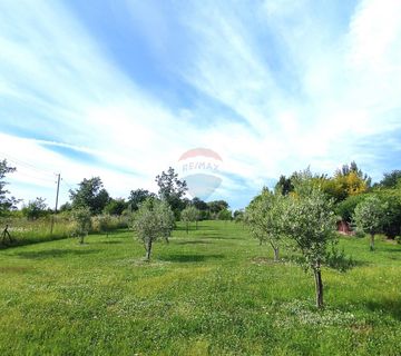 Istra,Umag,maslenik u cvatu - cover