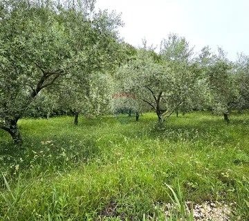 Istra, Grožnjan- maslinik s 50 maslina - cover