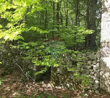 Bribir, Maševo- starina na terenu u šumi - cover