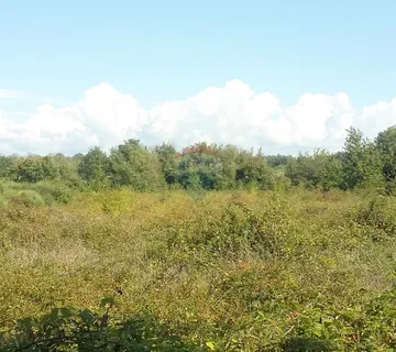 Istra, Umag, Lovrečica - poljoprivredno zemljište 150 m od mora i plaže - cover