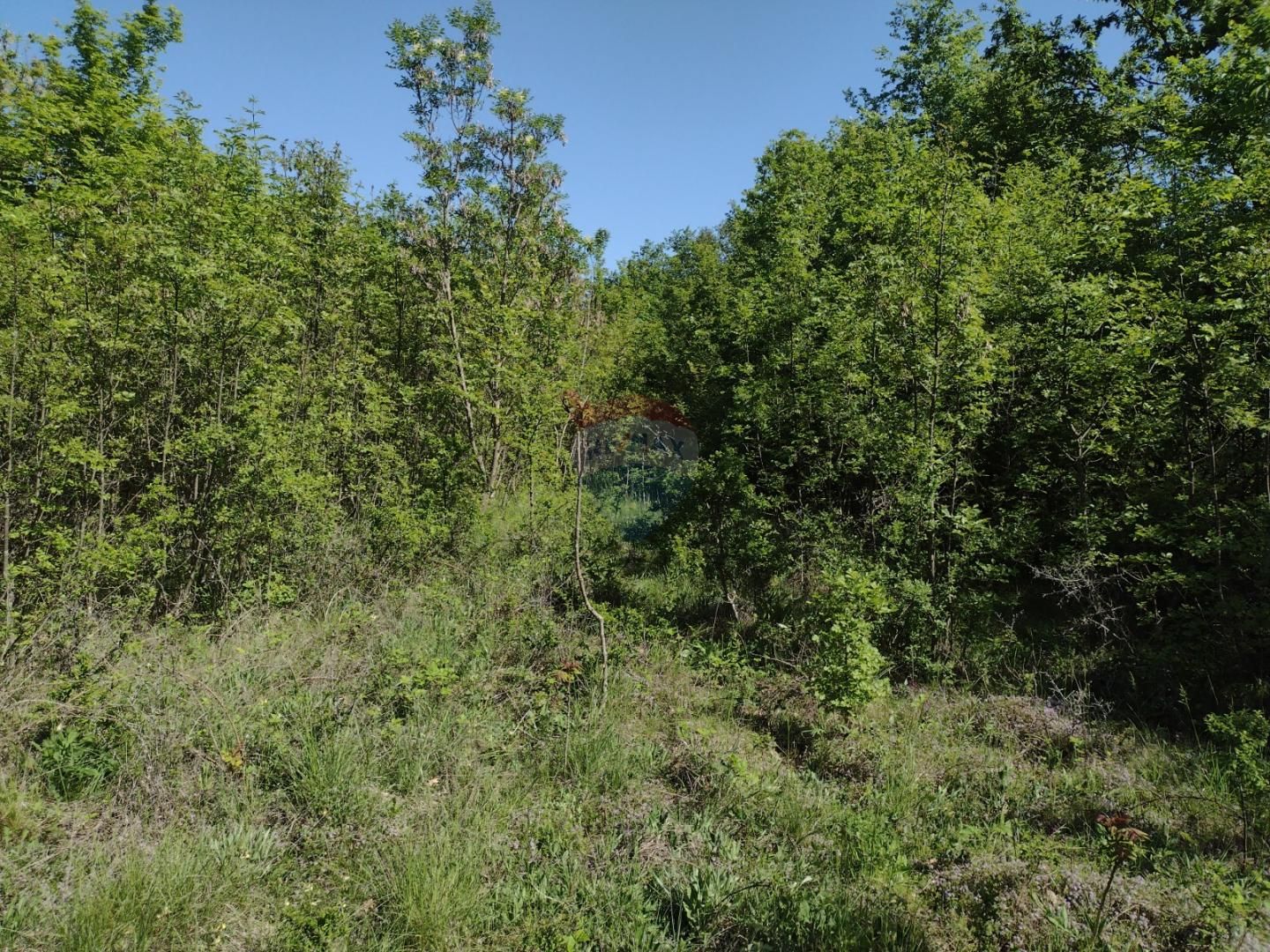 Fotografija