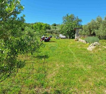 Otok Krk,Vrh,maslinik,730 m2 - cover