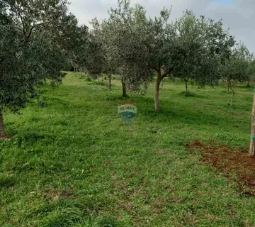 Istra, Juršići, maslinik sa 145 maslina - cover