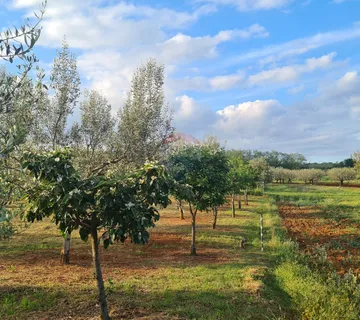 Kaštelir, poljoprivredno zemljište i  maslinik - cover