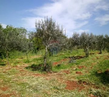 Istra, okolica Fažane, uređeni maslinik u prirodi, 4340 m2 - cover