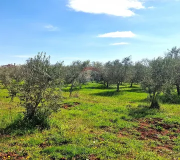 Istra,Lovrečica-Maslinik s mladim maslinama - cover