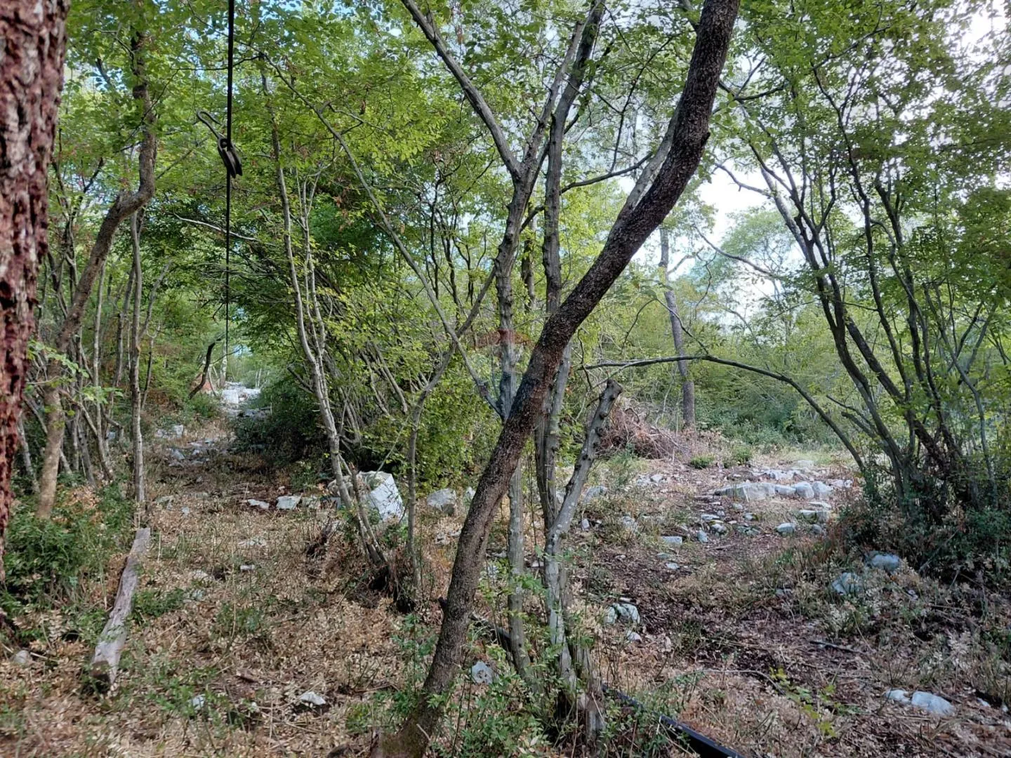 Rovinj, 4km od centra, 2600m šume koja šumi - cover