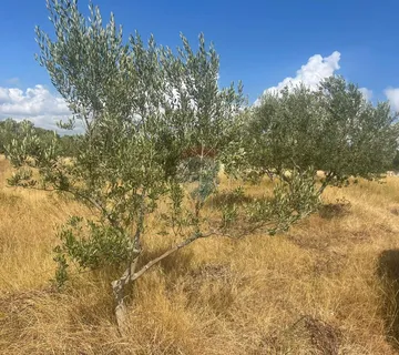 Istra,Bale,poljoprivredno zemljište sa maslinama - cover