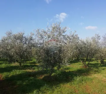 Istra, Novigrad - Poljoprivredno zemljište sa legaliziranim objektom - cover