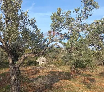 Istra, Fažana okolica, maslinik i parcela - cover