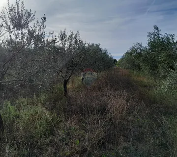 Istra,Vodnjan,lijepi maslinik  - cover