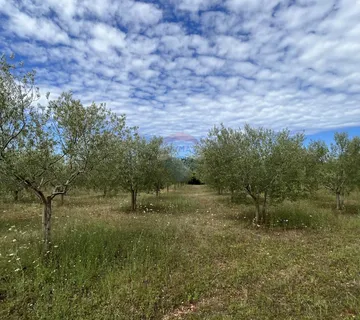Labinci - okolica, uređeni i ograđeni maslinik na izvrsnoj lokaciji - cover