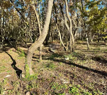 Istra,Grožnjan,Šuma - cover