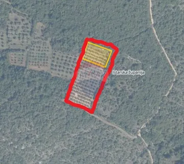 Rovinj,6km od grada,malinik u punom rodu - cover