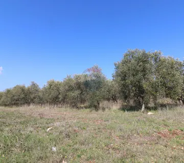 KAŠTELIR-maslinik s pogledm na more - cover