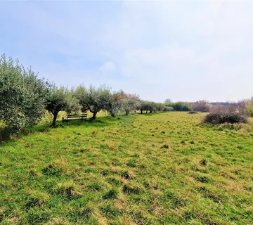 Istra, Umag - građevinsko zemljište okruženo maslinicima  - cover