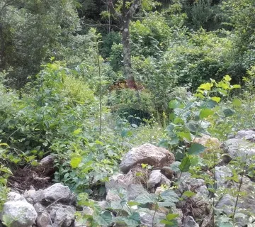 Veli Brgud - Negrađevinsko Zemljište u šumi - cover